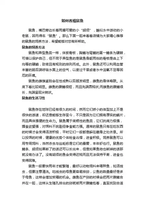 如何养殖鼠鱼