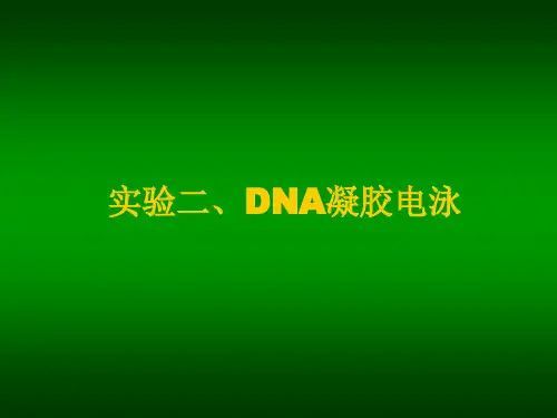 DNA凝胶电泳