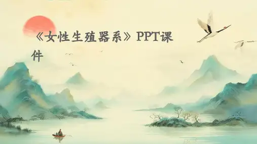 《女性生殖器系》课件