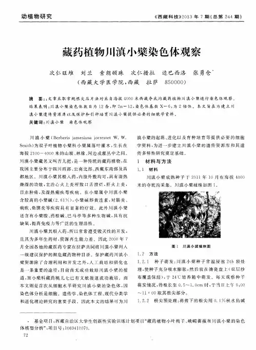 藏药植物川滇小檗染色体观察