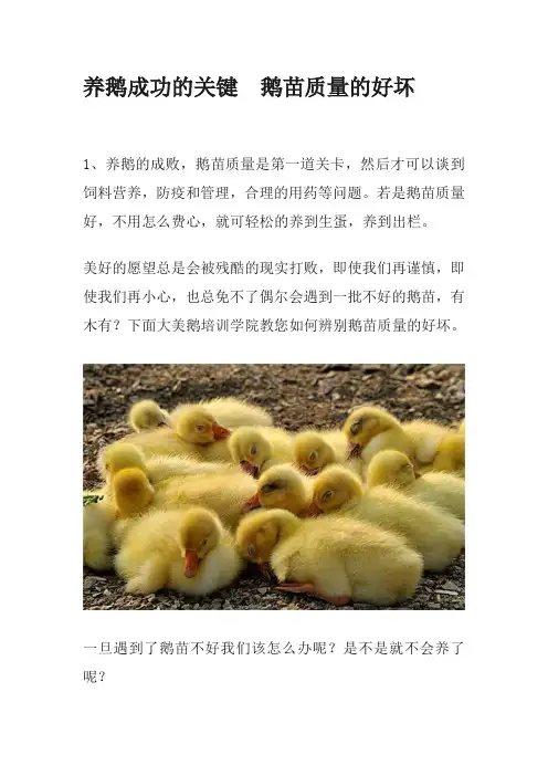 养鹅成功的关键  鹅苗质量的好坏