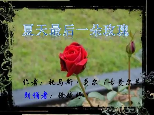夏日最后一朵玫瑰