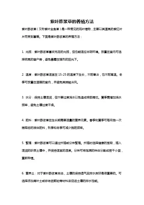 紫叶酢浆草的养殖方法