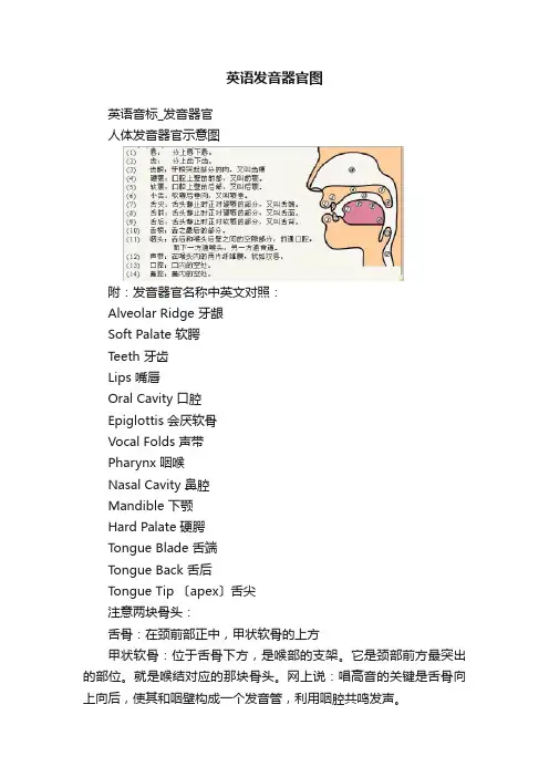 英语发音器官图