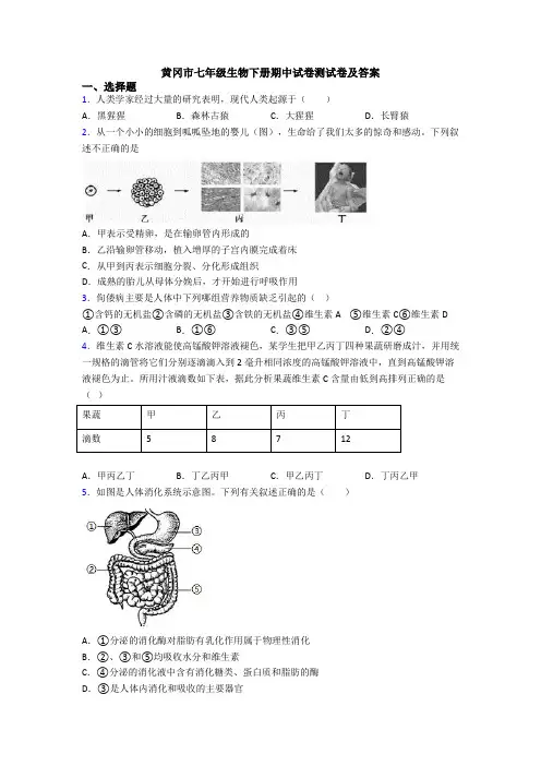 黄冈市七年级生物下册期中试卷测试卷及答案