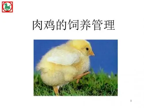 农业畜牧--肉鸡的饲养管理(PPT 49页)