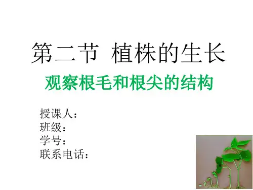 观察根尖结构(课堂PPT)