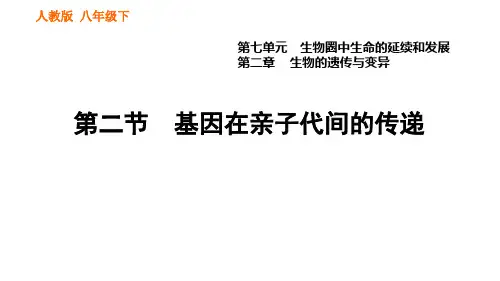 人教版八年级下册生物  第七章 7. 基因在亲子代间的传递课件
