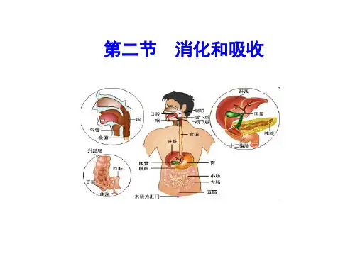人教版七年级生物下册 第四单元 生物圈中的人第二章人体的营养 4.2.2第二节  消化和吸收