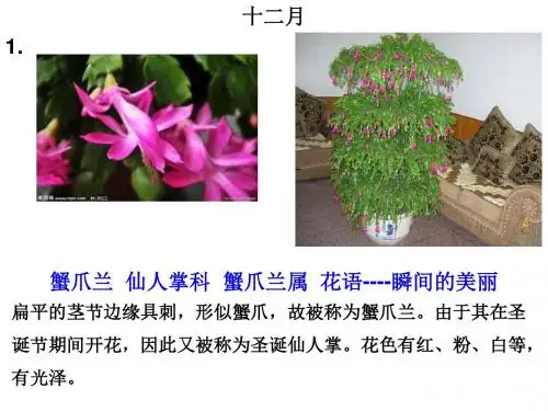 十二月里的花卉