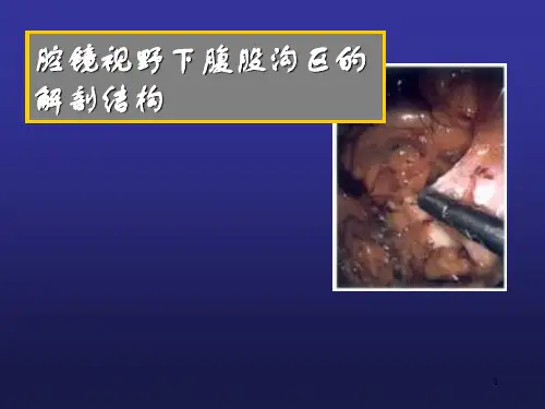 腔镜下腹股沟区的解剖