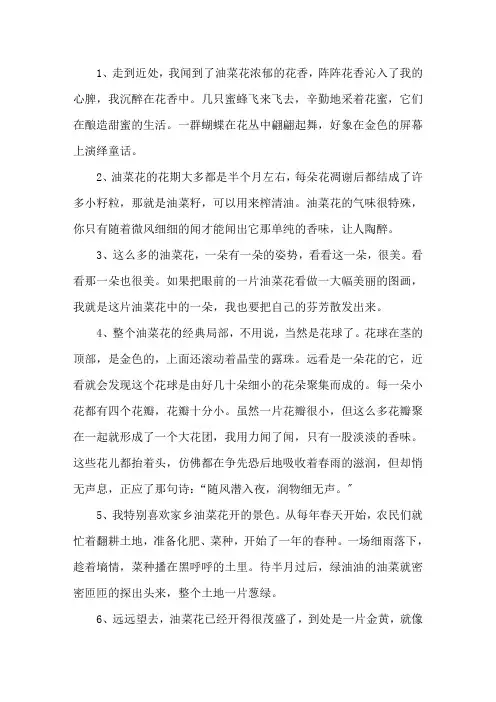 描写油菜花的句子集锦精选