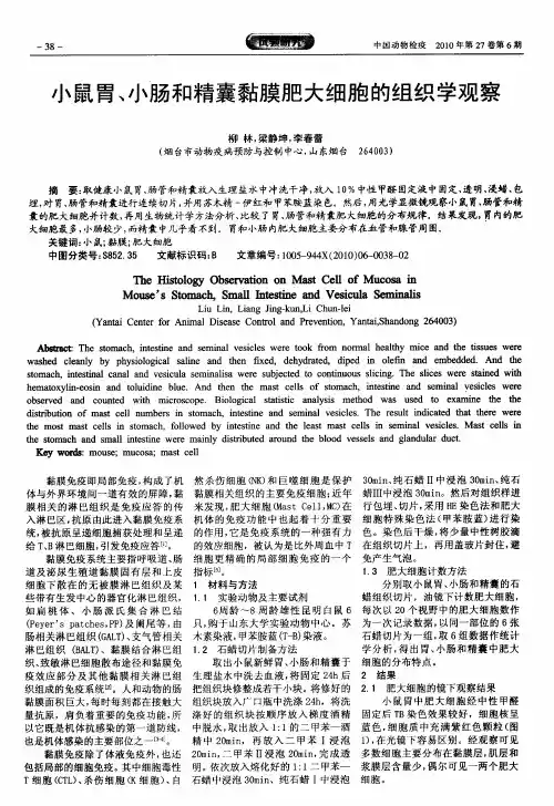 小鼠胃、小肠和精囊黏膜肥大细胞的组织学观察