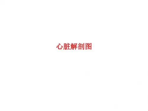 [课件]心脏解剖图PPT