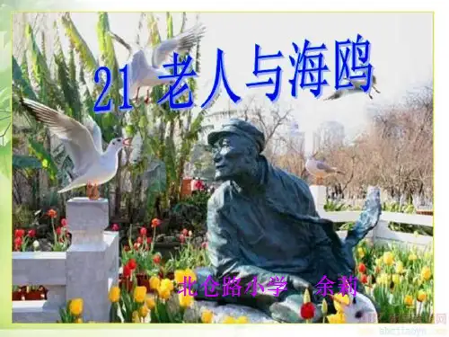 老人与海鸥优秀课件