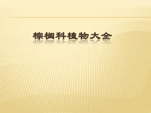 景观园林棕榈科植物大全
