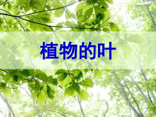 《植物的叶》PPT-完美版