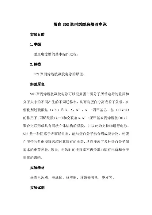蛋白SDS聚丙烯酰胺凝胶电泳