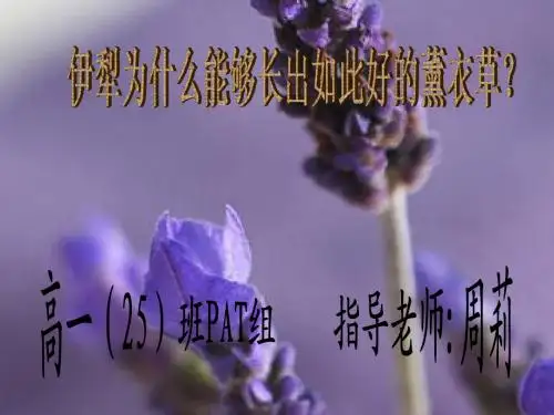薰衣草开题报告