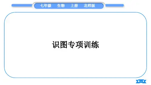 北师大版七年级生物上识图专项训练习题课件