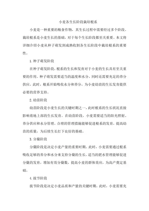 小麦各生长阶段栽培根系