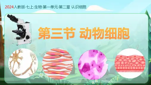 动物细胞ppt课件