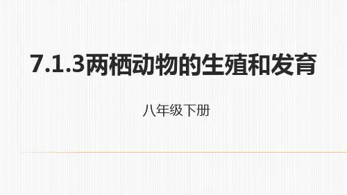 人教生物八年级下册7.1.3两栖动物的生殖和发育课件 (共21张PPT)