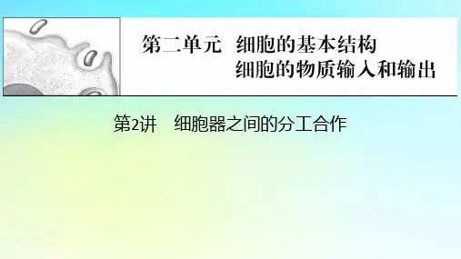 2024版高考生物一轮总复习第二单元细胞的基本结构细胞的物质输入和输出第2讲细胞器之间的分工合作课件