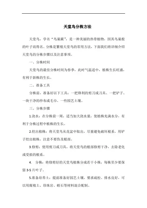 天堂鸟分株方法