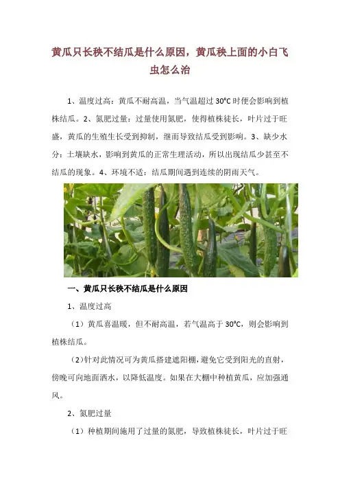 黄瓜只长秧不结瓜是什么原因,黄瓜秧上面的小白飞虫怎么治