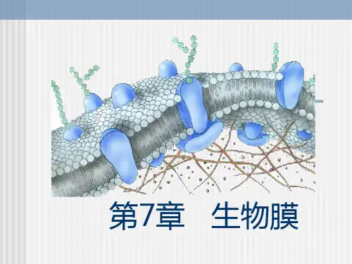 第七章 生物膜