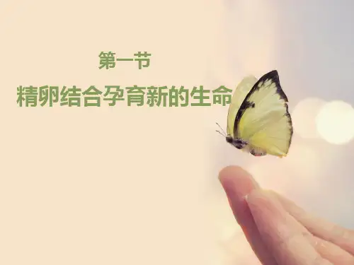 《精卵结合孕育新的生命》PPT课件
