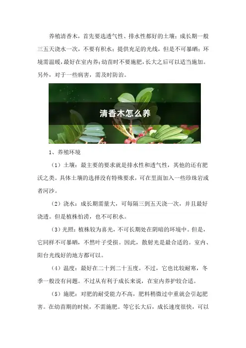 清香木怎么养