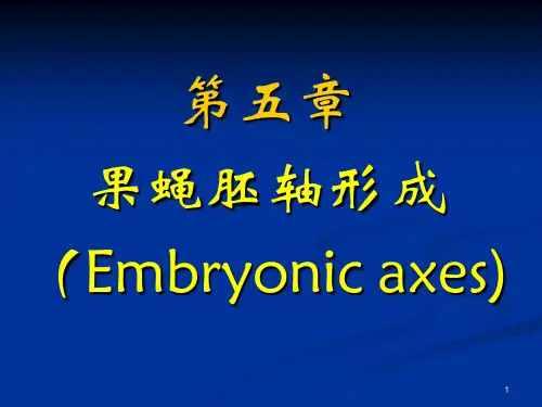 5第五章  果蝇胚轴形成