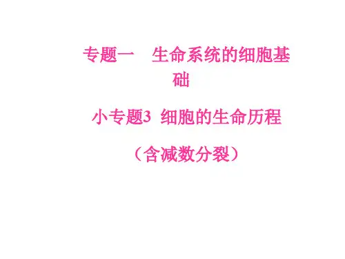 高考生物二轮专题复习 专题一 生命系统的细胞基础 小专题3 细胞的生命历程(含减数分裂)课件