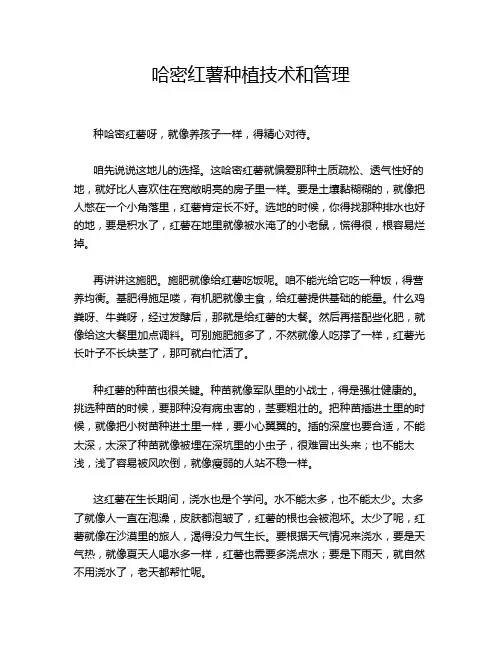 哈密红薯种植技术和管理