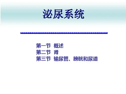人体解剖泌尿系统