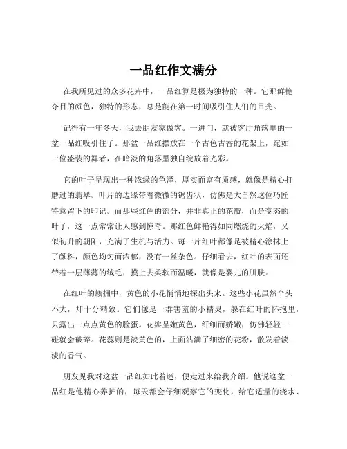 一品红作文满分