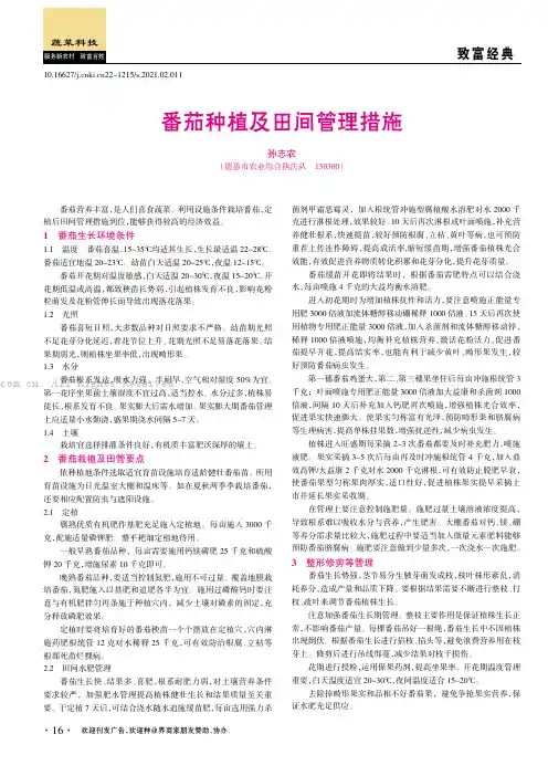 番茄种植及田间管理措施