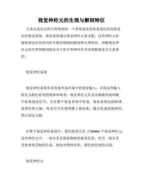视觉神经元的生理与解剖特征