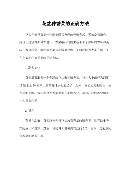 花盆种香菜的正确方法
