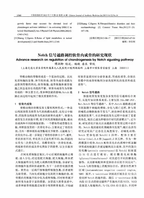 Notch信号通路调控软骨内成骨的研究现状