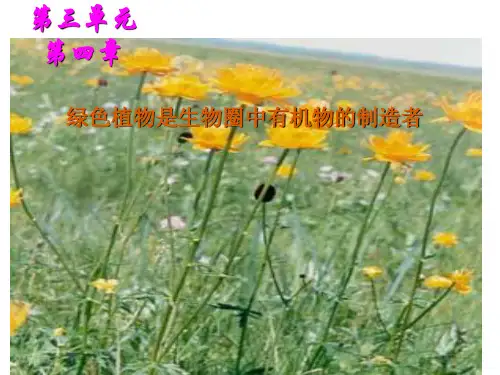 人教版七年级生物上册第三单元-第四章-绿色植物是生物圈中有机物的制造者-课件(共24张PPT)全篇