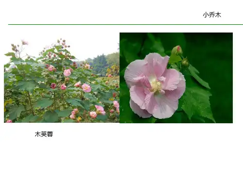 常见园林植物图谱