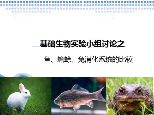 脊椎动物消化系统比较