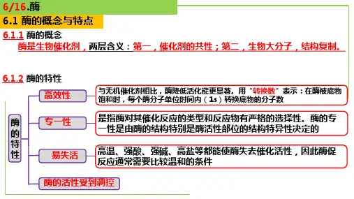 酶的概念、分类、功能、动力学特点