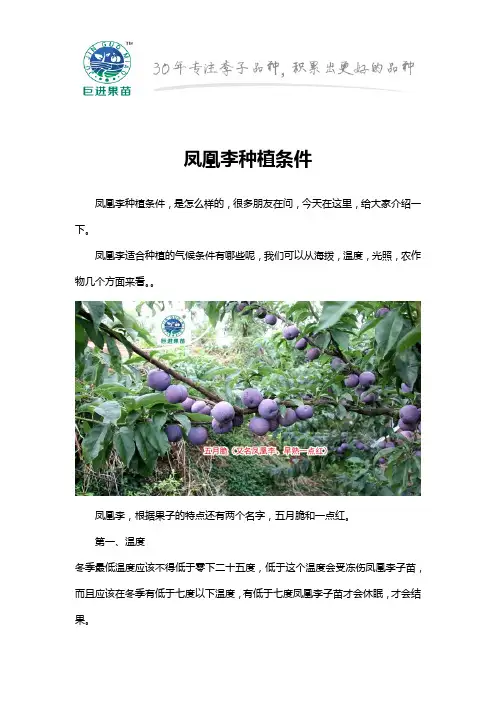 凤凰李种植条件