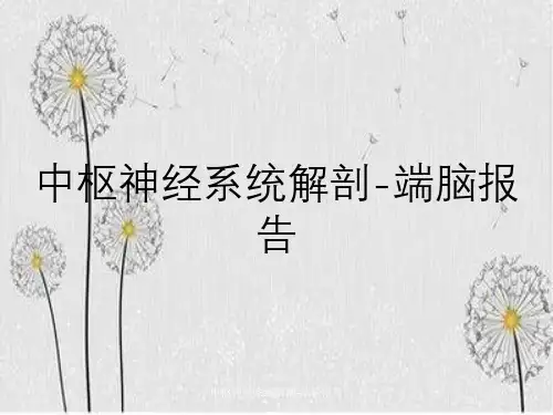 中枢神经系统解剖-端脑报告