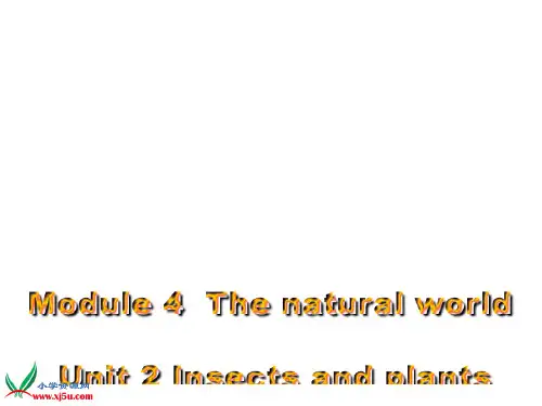 《Module 4 Unit 2(4)》沪教牛津版三年级英语上册教材课件PPT