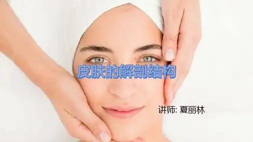 美容培训课件 皮肤的解剖结构
